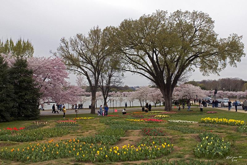 20080403_134522 D300 P.jpg - Tulips and cherry blossoms at Tidal Basin